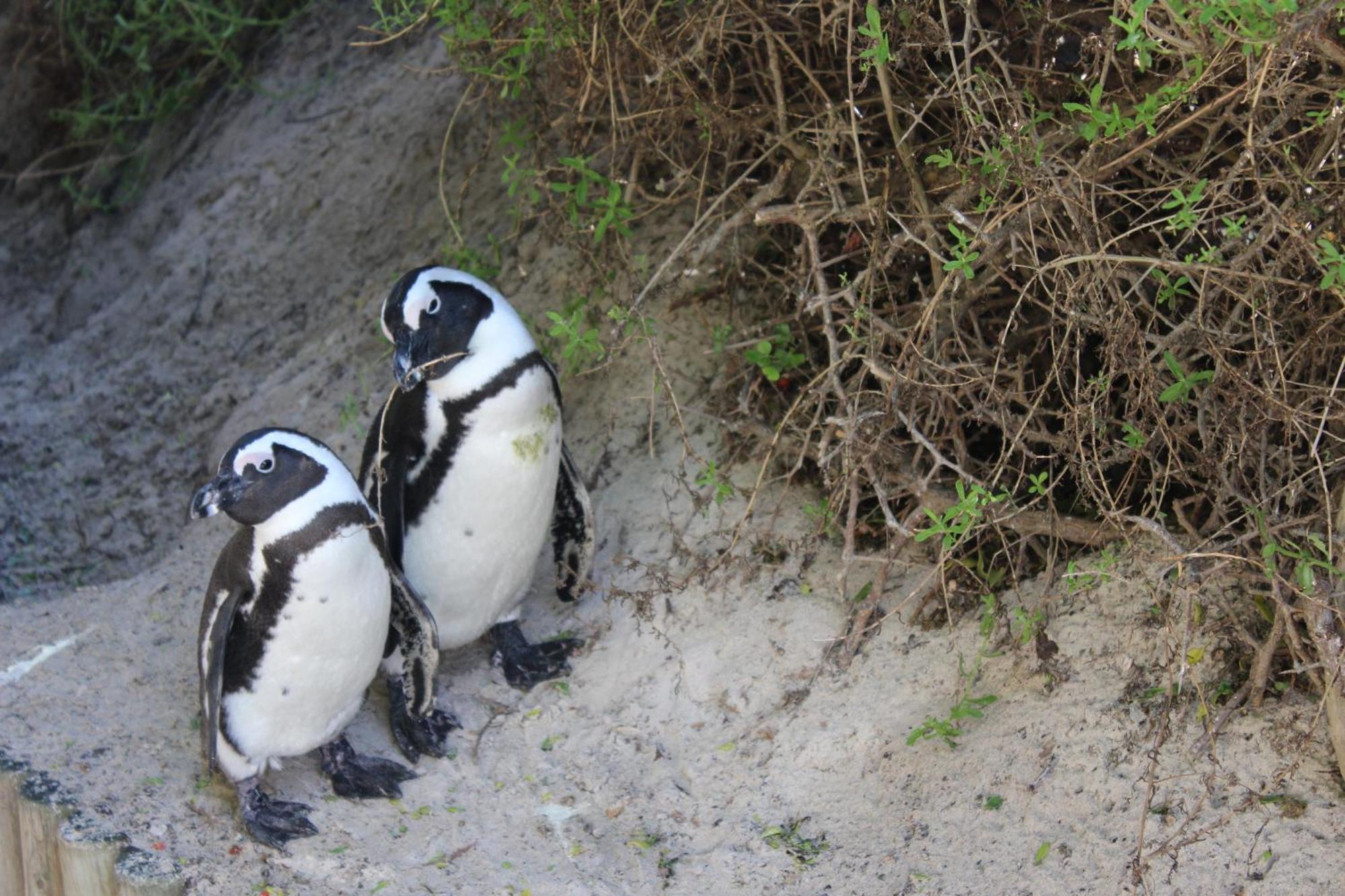 Boulders Beach House Simon's Town Bagian luar foto